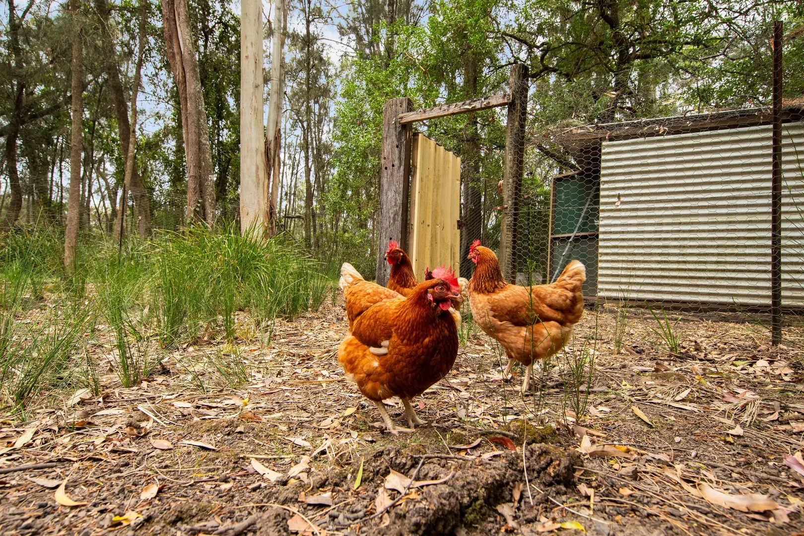 Additional image 32 of 28 Burri Palm Way, Surfside NSW 2536