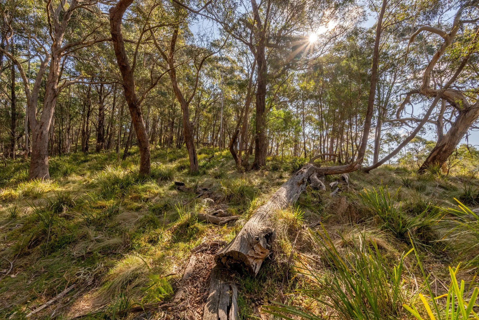 Additional image 6 of 153 Blue Bush Road, Wyanbene NSW 2622