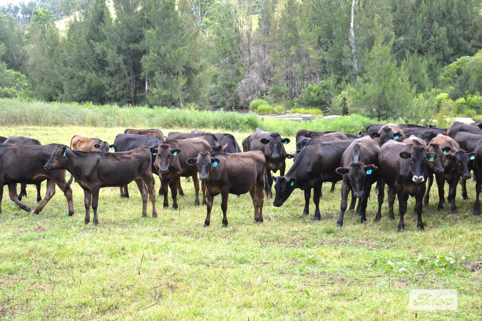 Additional image 4 of 10 Razorback Creek Road, Rivertree NSW 2372