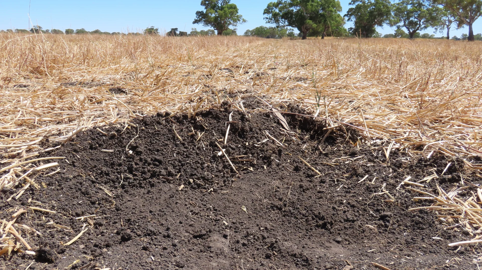 Additional image 23 of 8283 Clay Wells Rd, Penola SA 5277