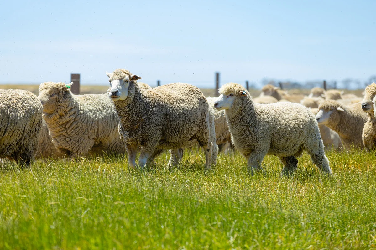 Additional image 12 of 1834 Lismore-Skipton Road, Bradvale VIC 3361