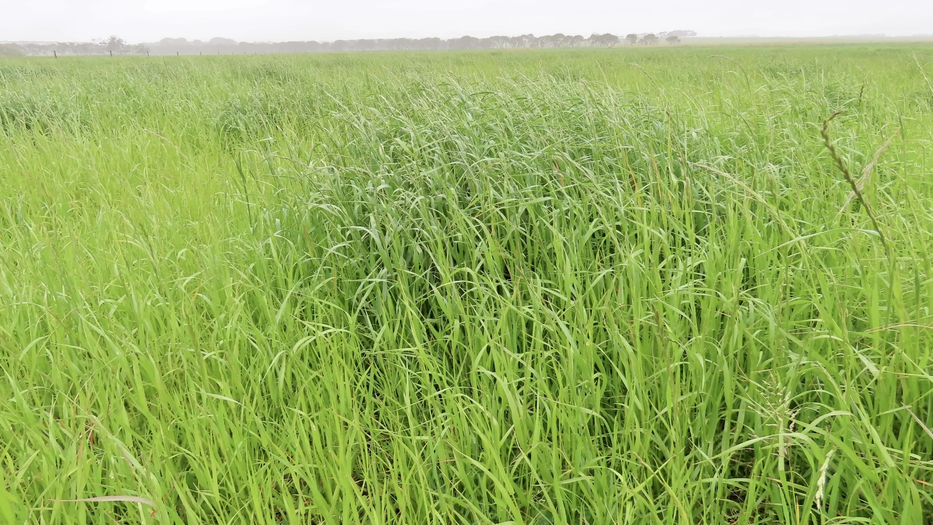 Additional image 26 of Contact Agent, Macarthur VIC 3286