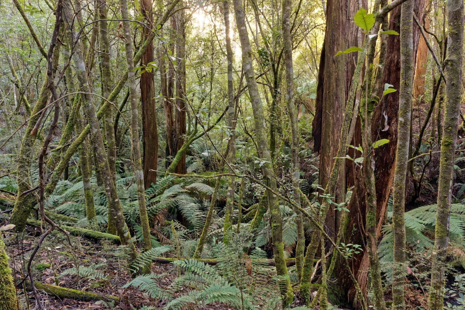 Additional image 22 of Lot 1, 660 Larcombes Road, Reedy Marsh TAS 7304