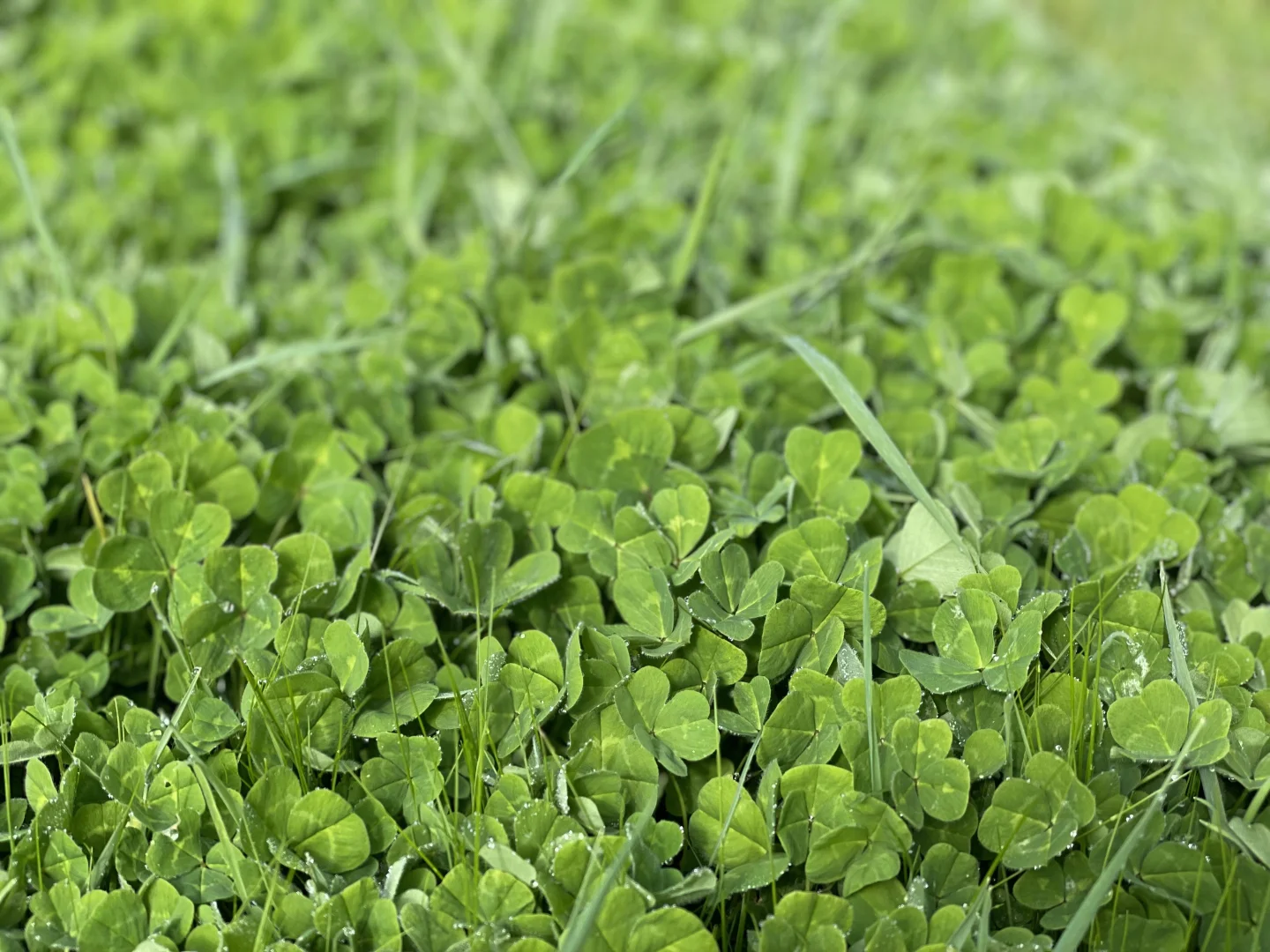 Additional image 12 of 5422 Clay Wells Road, Millicent SA 5280