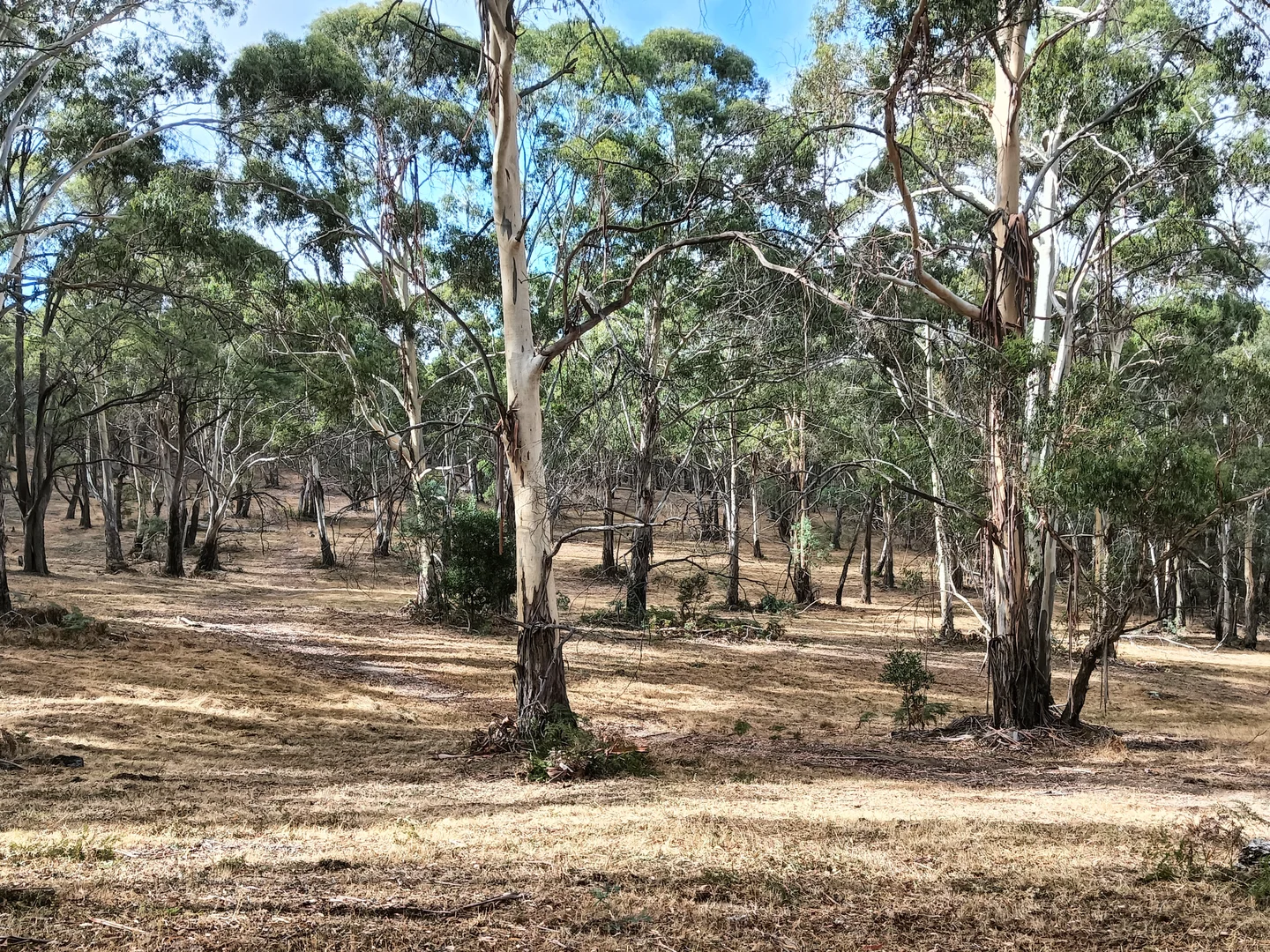 Additional image 23 of Strathbogie VIC 3666