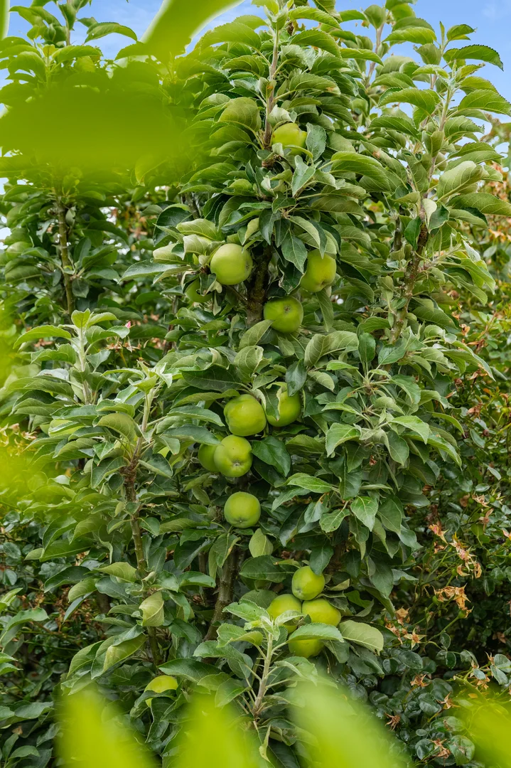 Additional image 28 of 2 Max Young Drive, Mount Gambier SA 5290