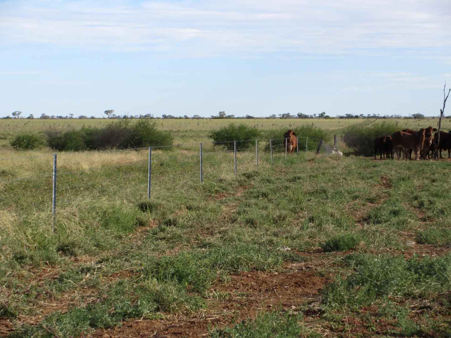 Additional image 10 of 715 Royston Lane, Longreach QLD 4730