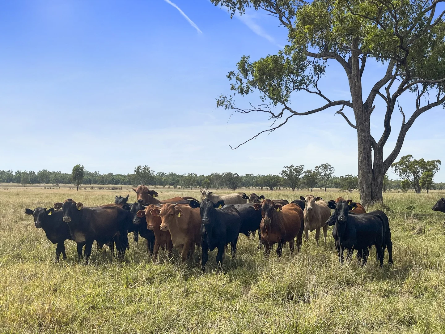 Additional image 4 of 3760 Mitchell-St George Road, Mitchell QLD 4465