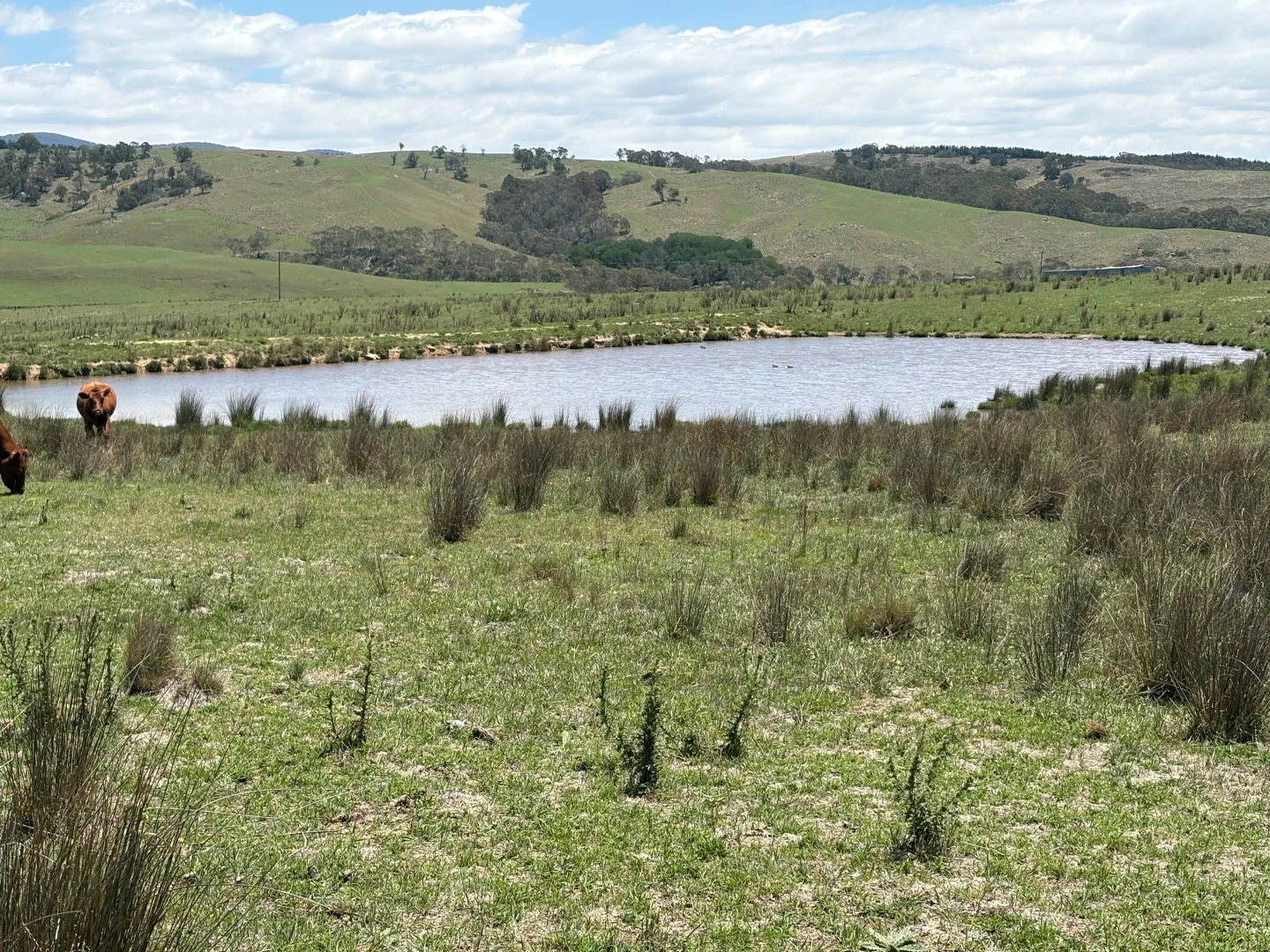 Additional image 10 of 130 Jerrabatgulla Road via Braidwood, Braidwood NSW 2622