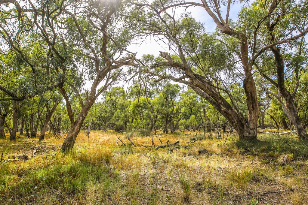 Additional image 12 of Lot 19, 20, 23 & 24 - 650 Yarraman Road, Moama NSW 2731