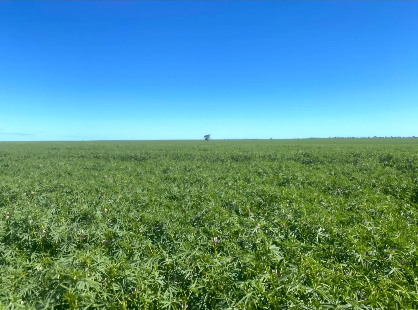 Additional image 21 of Valentine Road, Wicherina WA 6532