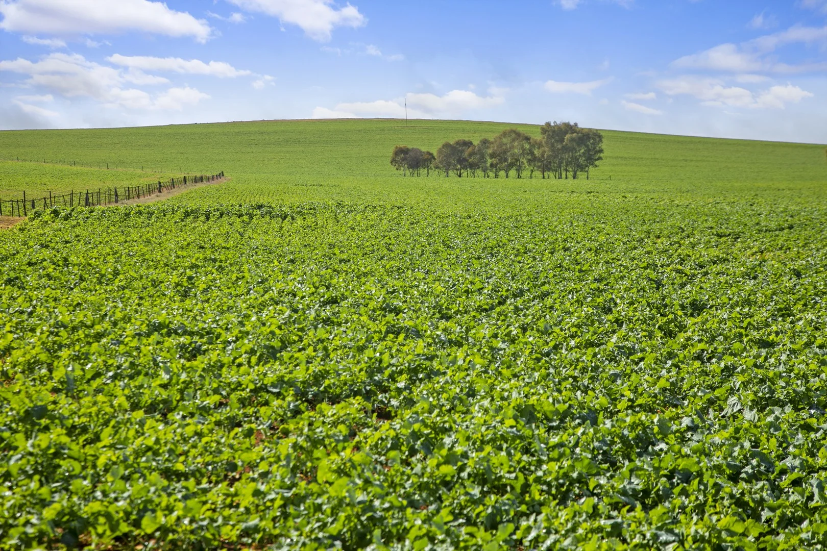 Additional image 2 of 'Hamilton Run Farm' Murchland Drive, Jamestown SA 5491