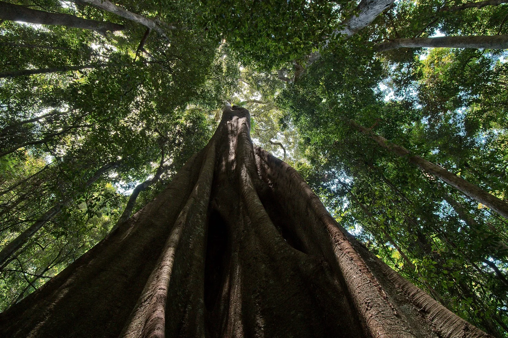 156 Freds Road, Mount Pleasant QLD 4521