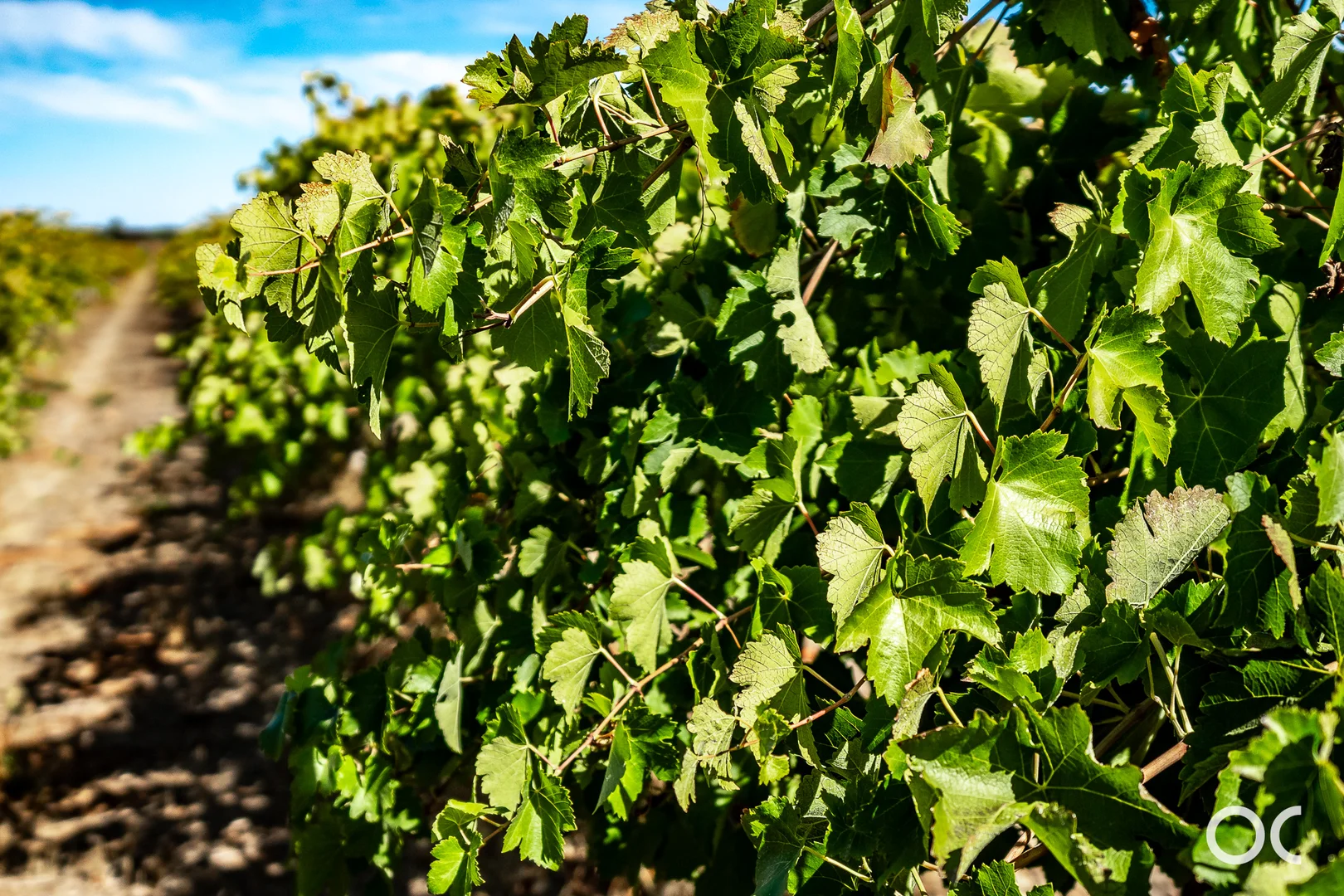 Additional image 64 of 370 Clements Road, Langhorne Creek SA 5255