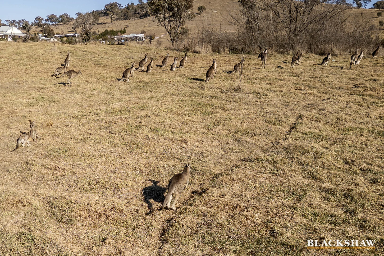 Additional image 4 of 41 Kingfisher Lane, Burra NSW 2620