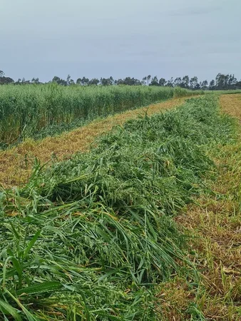 Additional image 10 of 1077 Horsham-Noradjuha Road, Lower Norton VIC 3401