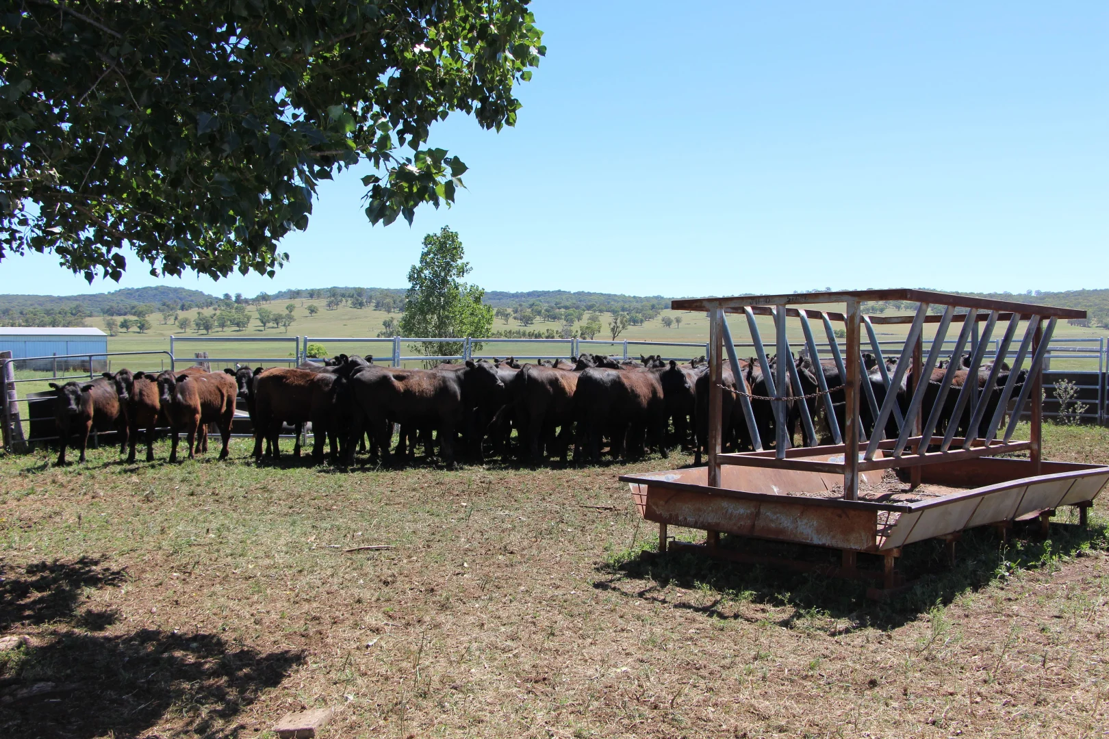 Additional image 22 of 134 Ruwenzorie Rd Wellingrove, Glen Innes NSW 2370