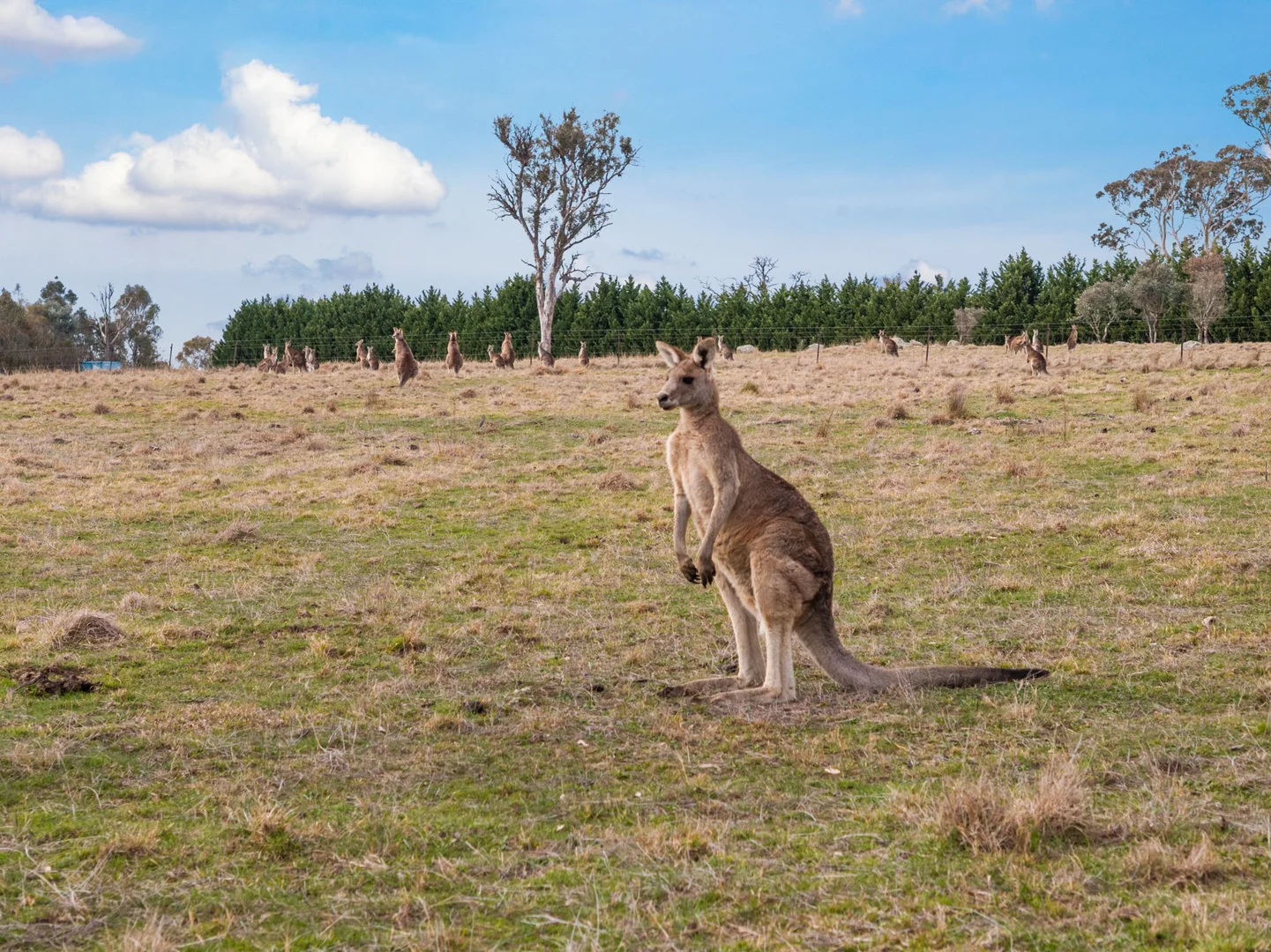 Additional image 16 of 10 Ryslipp Dr, Murrumbateman NSW 2582