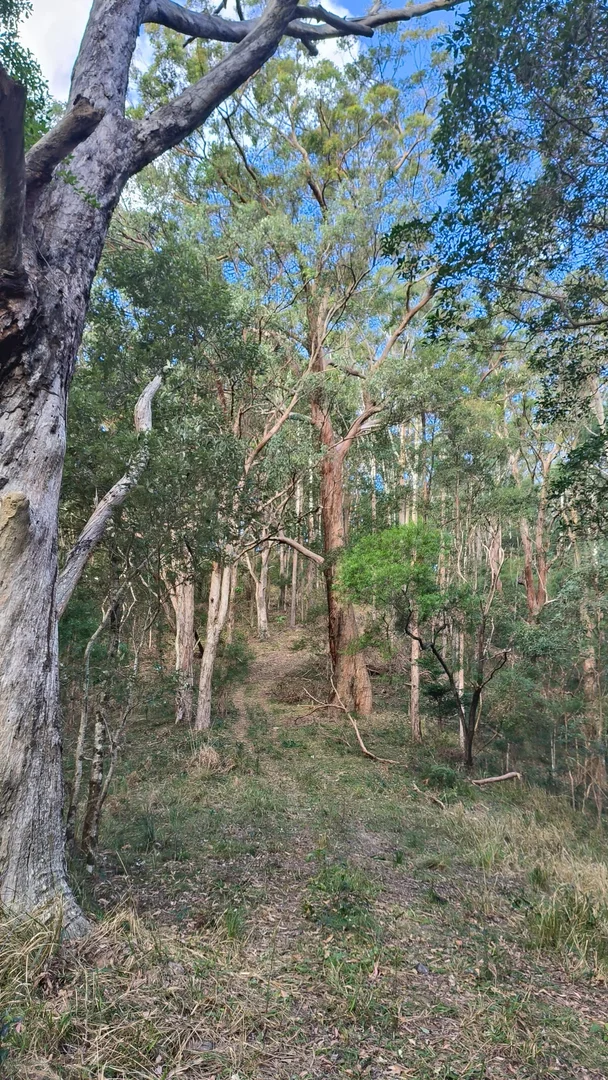 Additional image 26 of 6 Ringtail Road, Stokers Siding NSW 2484