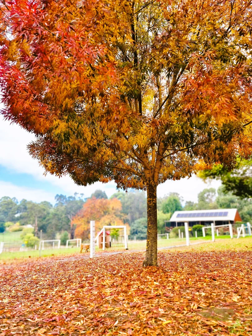 Additional image 6 of 10 DOUST STREET, Bridgetown WA 6255
