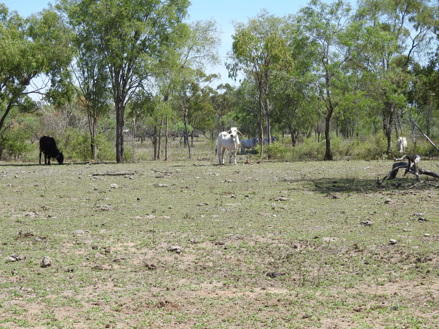Additional image 22 of Broughton QLD 4820