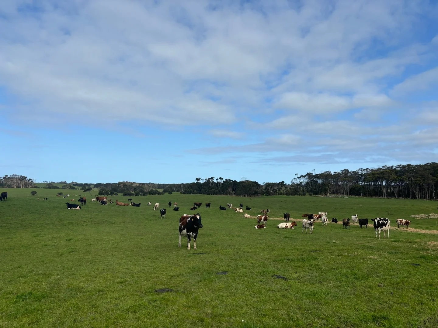 678 Pegarah Road, Pegarah TAS 7256