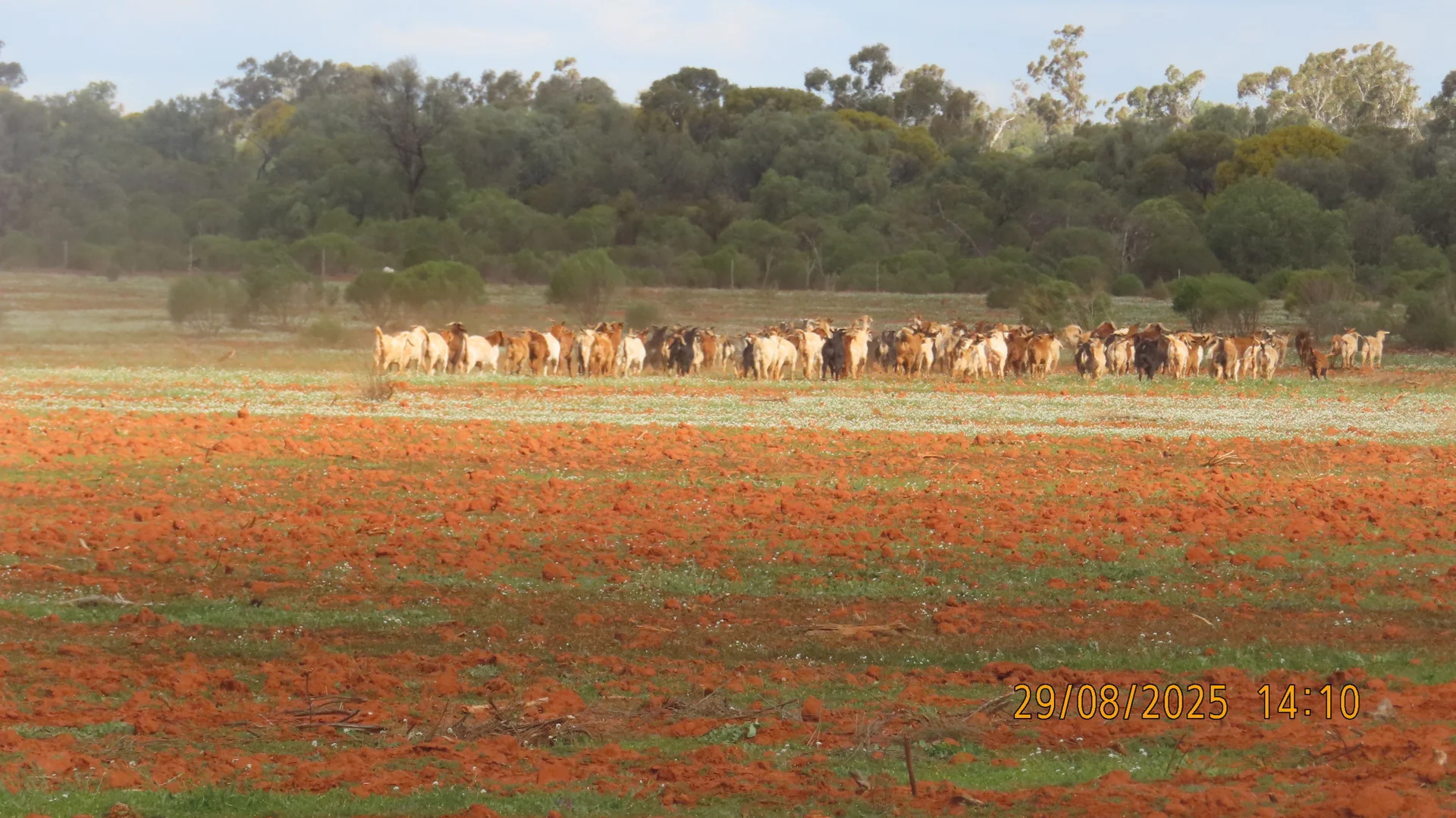 Additional image 2 of * Gilgunnia Station, 3240 Mulya Road, Cobar NSW 2835