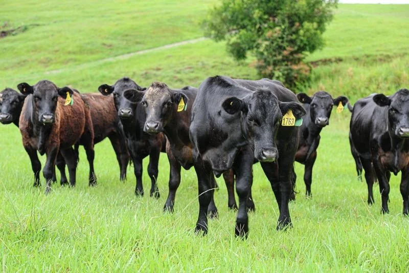 Additional image 3 of 10/400 Bellthorpe West Road, Bellthorpe QLD 4514