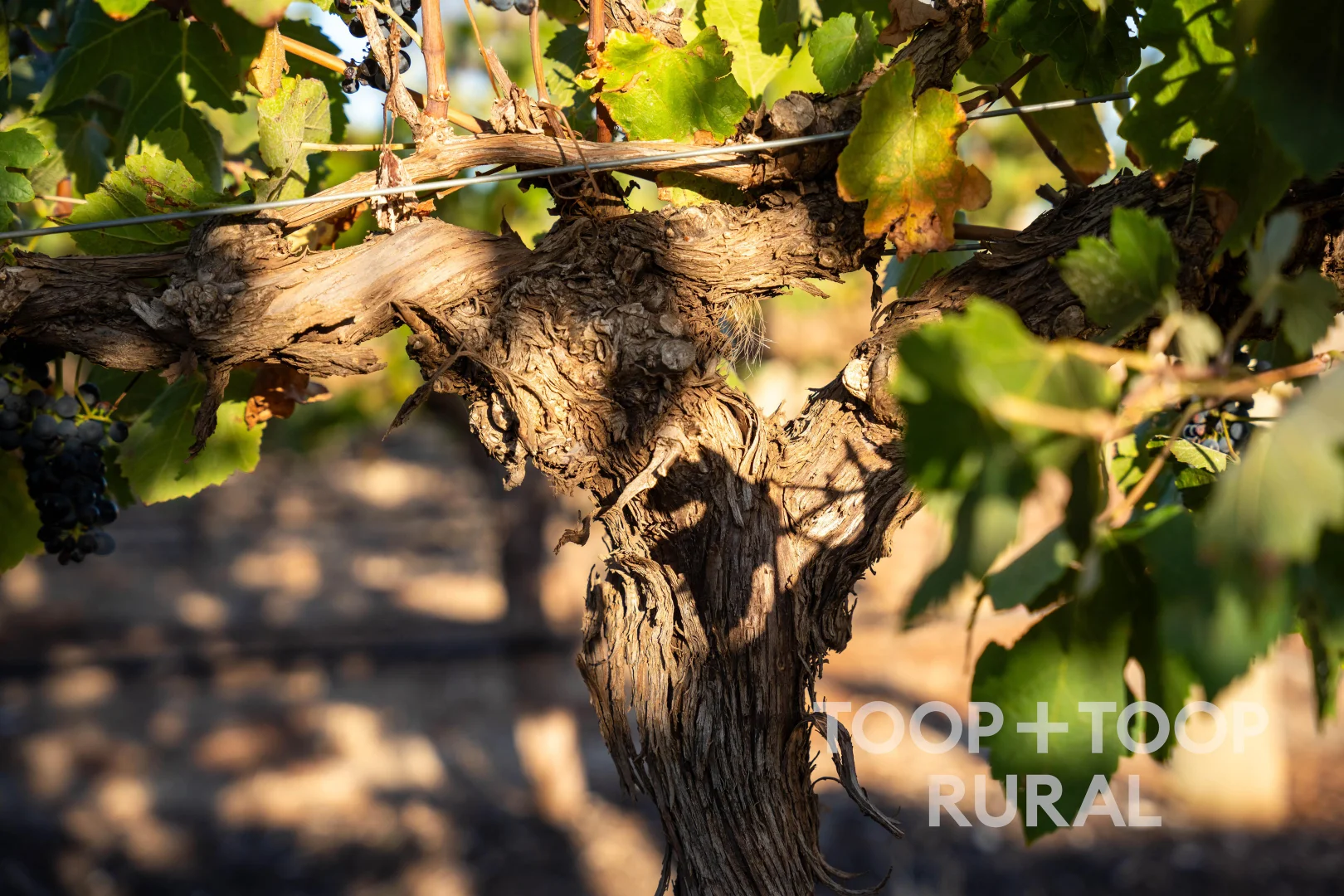 Additional image 26 of 1404 Research Road, Ebenezer SA 5355