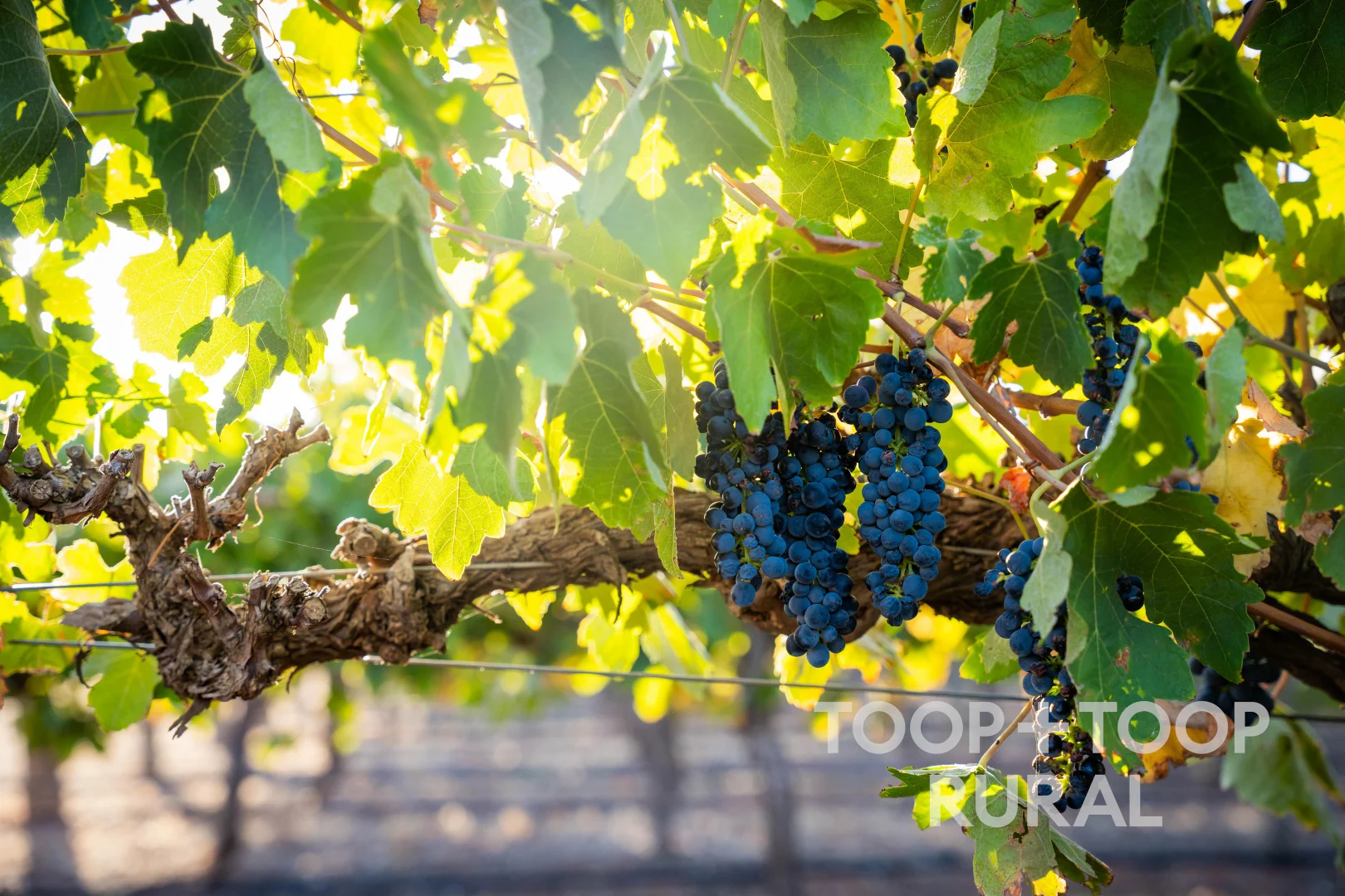 Additional image 15 of 1404 Research Road, Ebenezer SA 5355