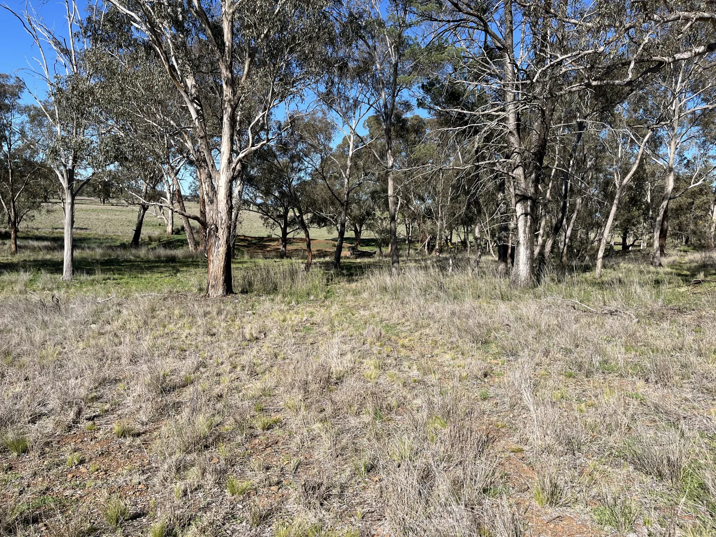 Additional image 30 of "Piambra" 714 Piambra Road, Binnaway NSW 2395