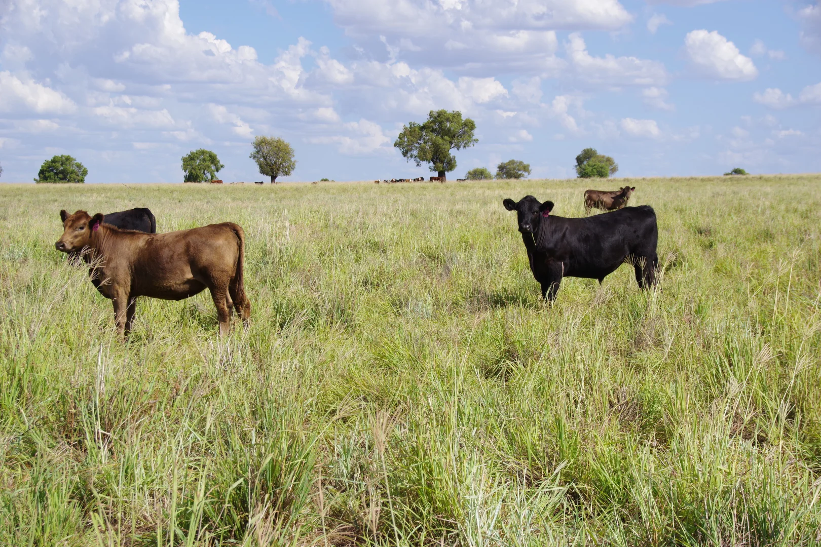 Additional image 41 of 1676 Willala Road, Boggabri NSW 2382