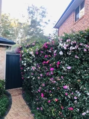 Additional image 27 of Castle Hill NSW 2154