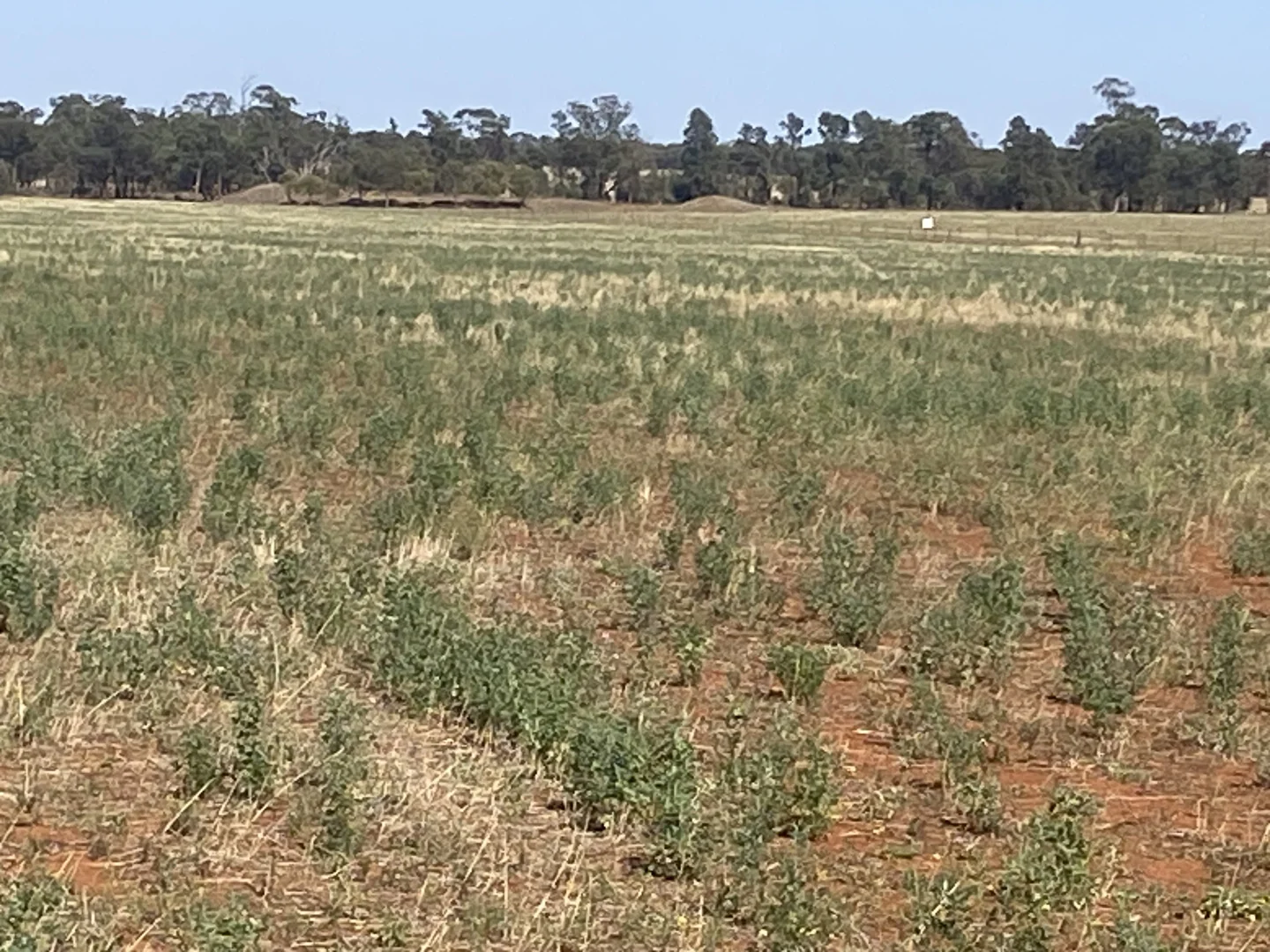 Additional image 3 of 441 Imries Lane, Tullibigeal NSW 2669