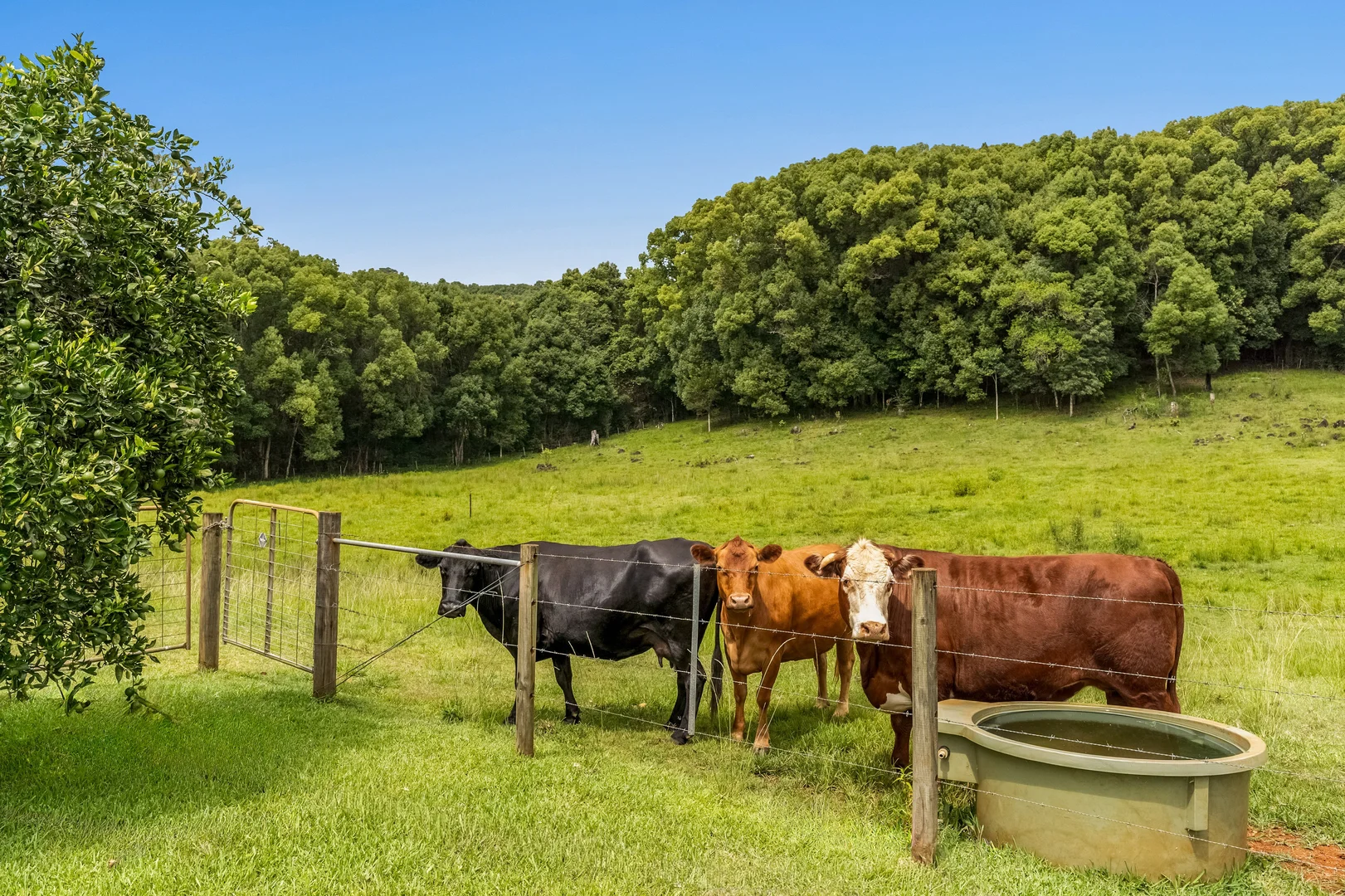 Additional image 13 of 199 Graham Road, Marom Creek NSW 2480