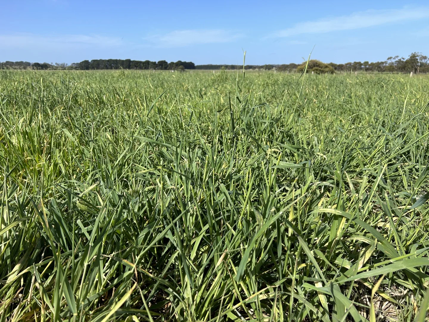 Additional image 14 of Contact Agent, Macarthur VIC 3286