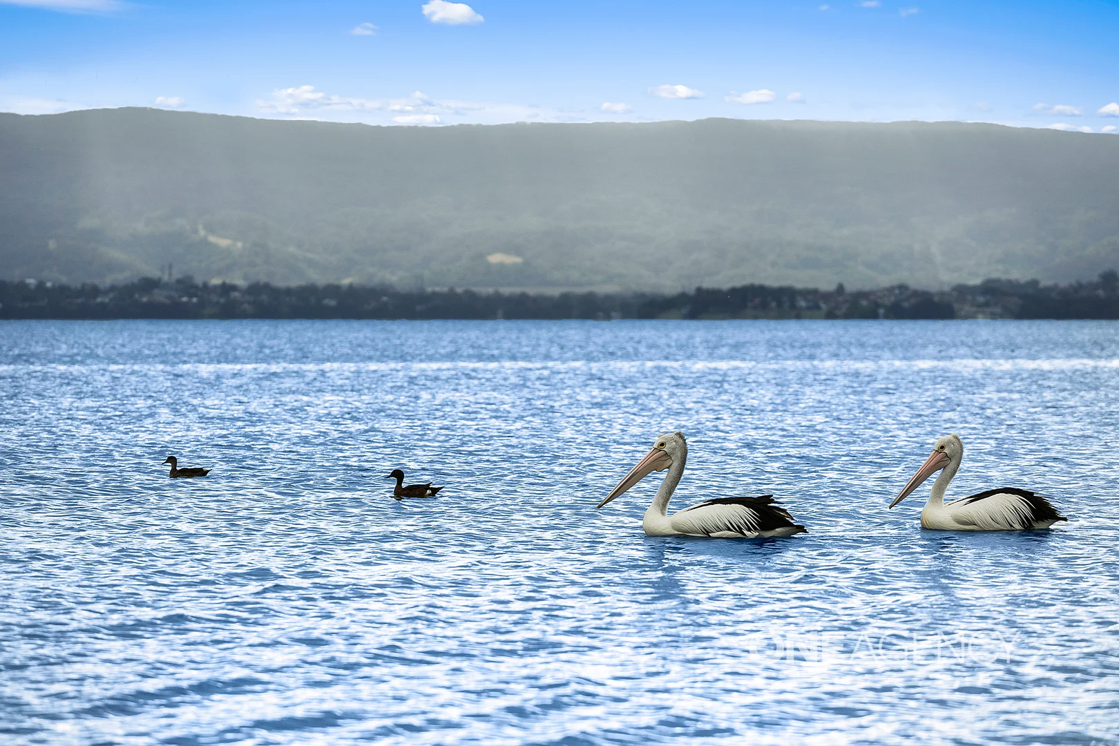 Additional image 8 of 816/138 Windang Road, Windang NSW 2528