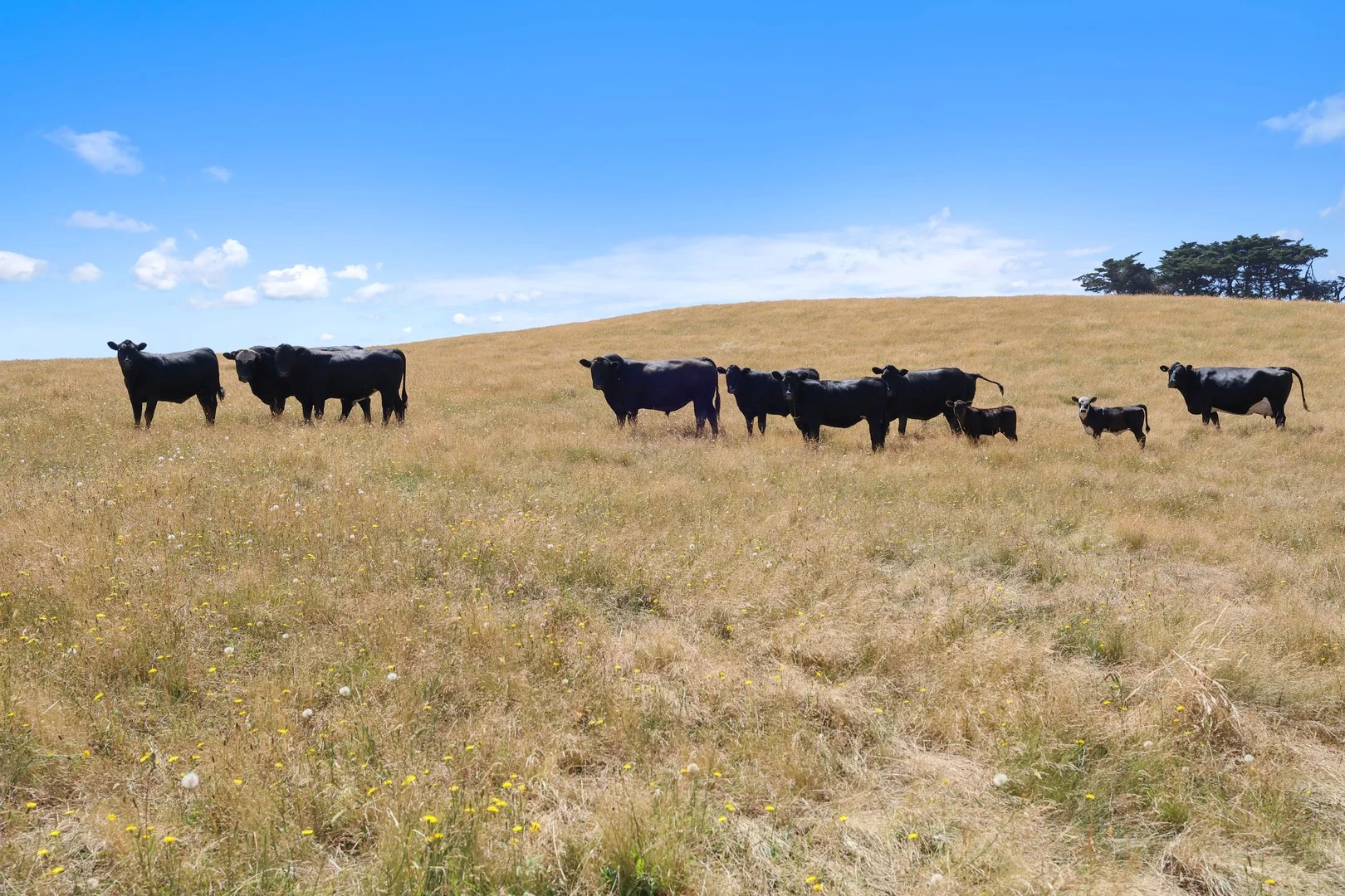 Lot 2/107 Cooks Road, Thorpdale VIC 3835