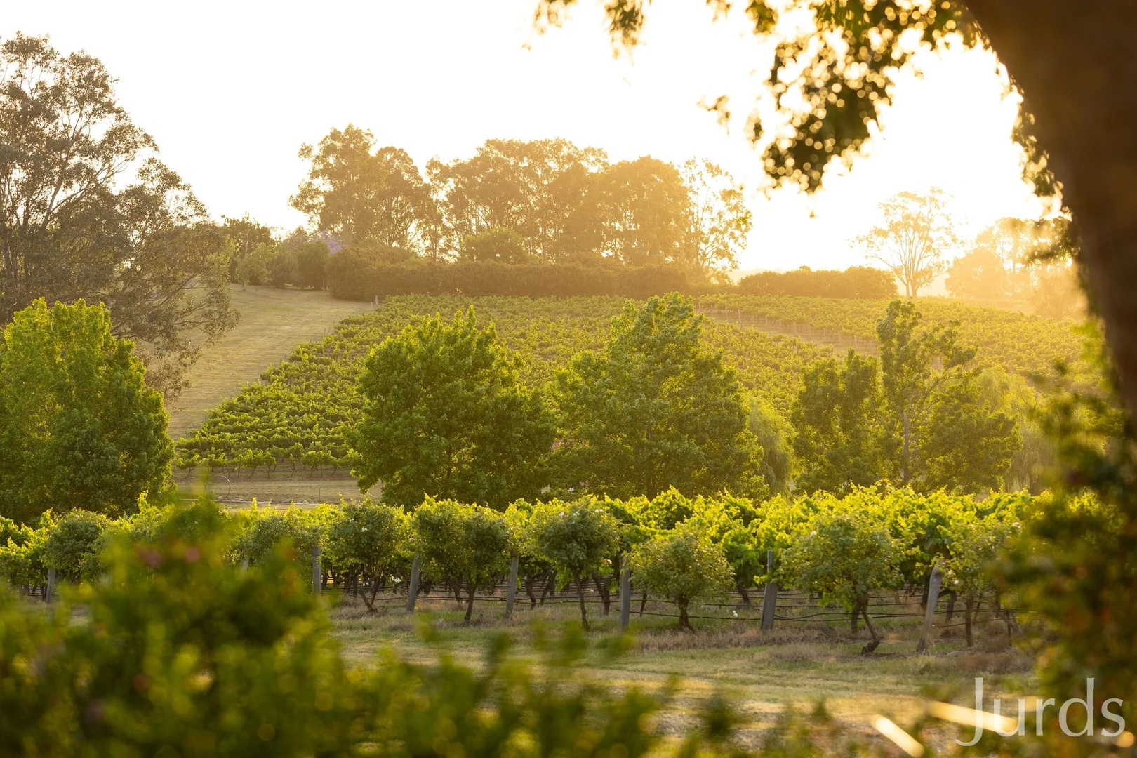 Additional image 22 of 110 Old North Road, Pokolbin NSW 2320