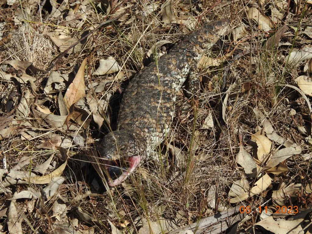 Additional image 6 of Lot 7 Wedderburn-Serpentine Rd, Glenalbyn VIC 3517