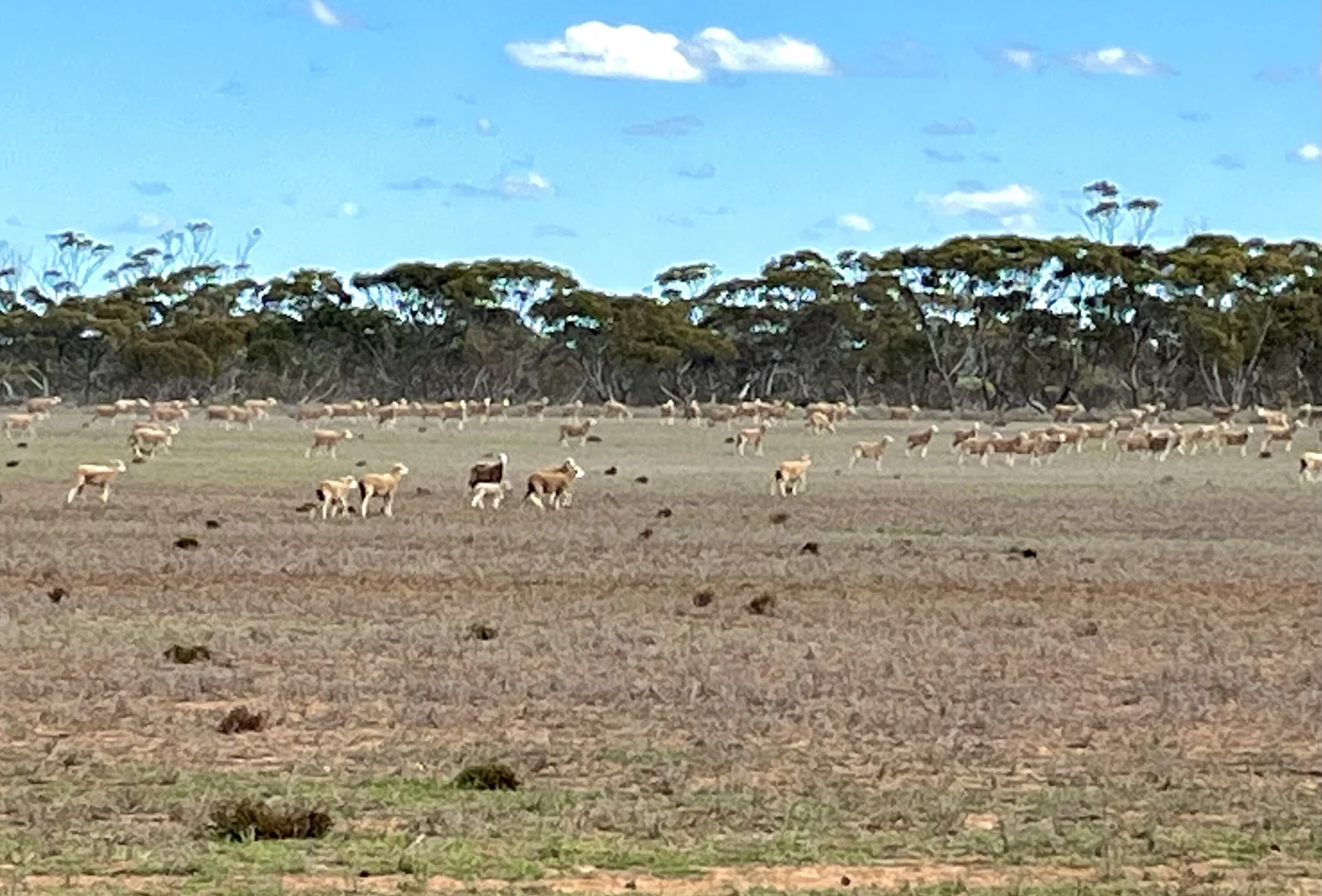 Additional image 41 of 2944 OTC Road, Wandana SA 5690