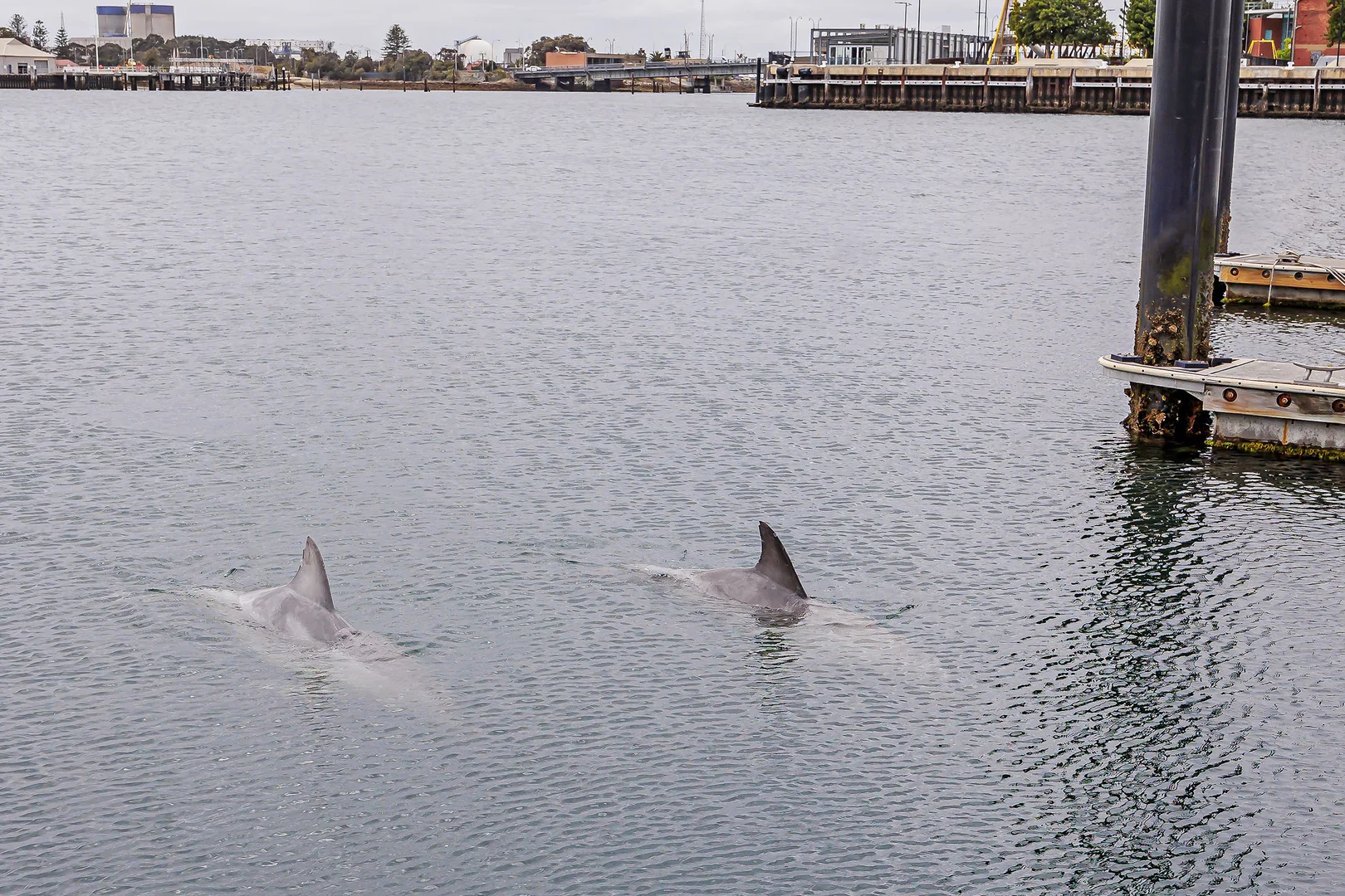 Additional image 14 of Lot D1 Marina Cove South Marina, New Port SA 5015