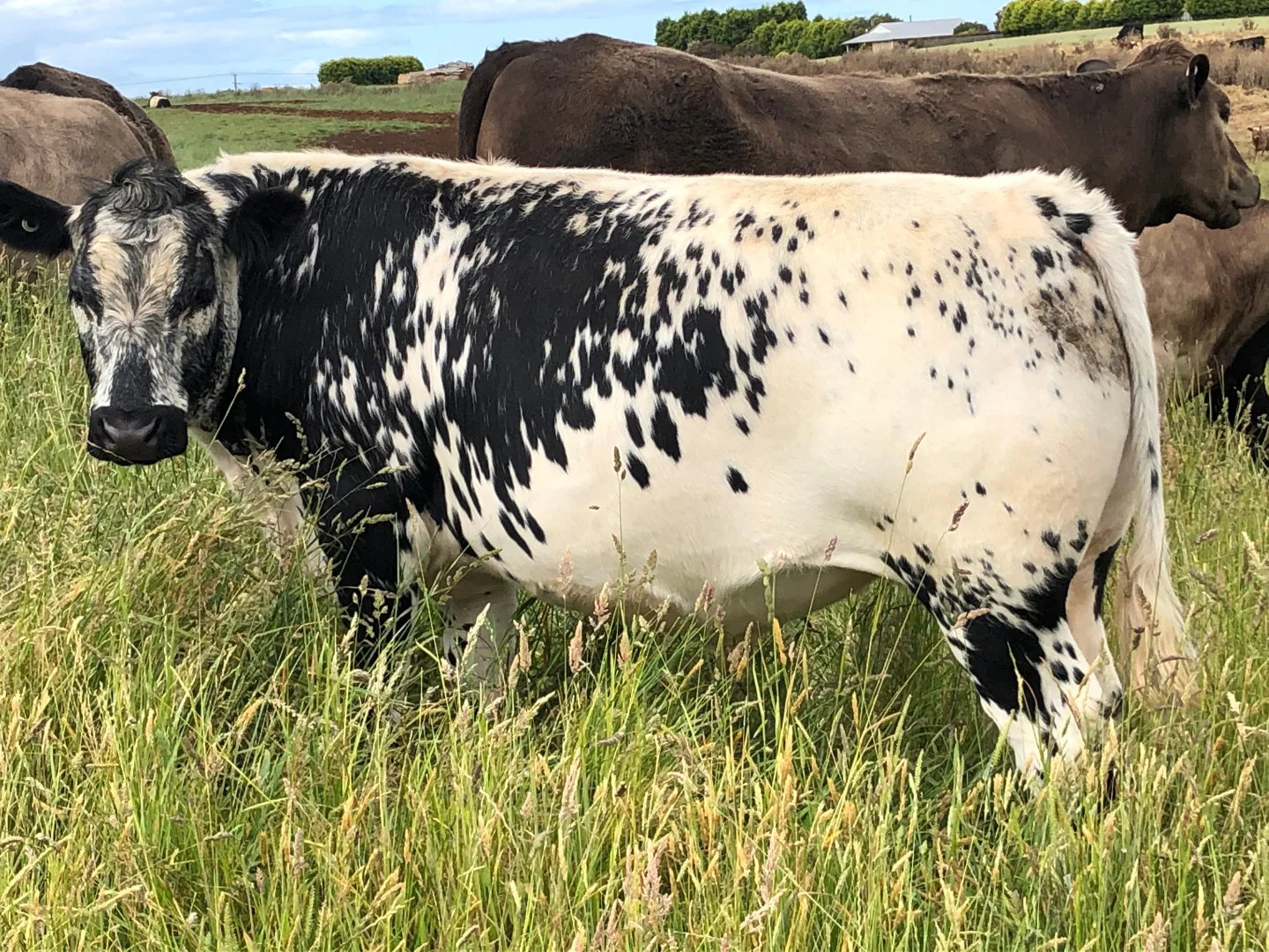 Additional image 16 of Cyathea Road, Forest TAS 7330