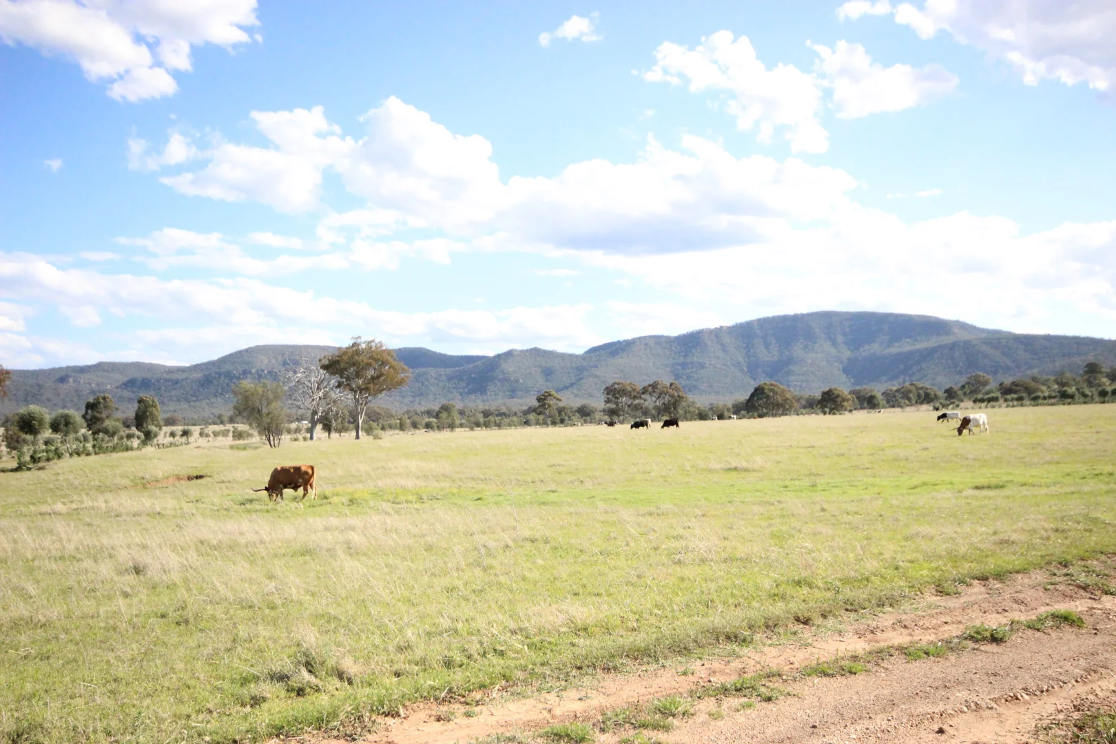 Additional image 39 of 207 Redmanvale Road, Jerrys Plains NSW 2330