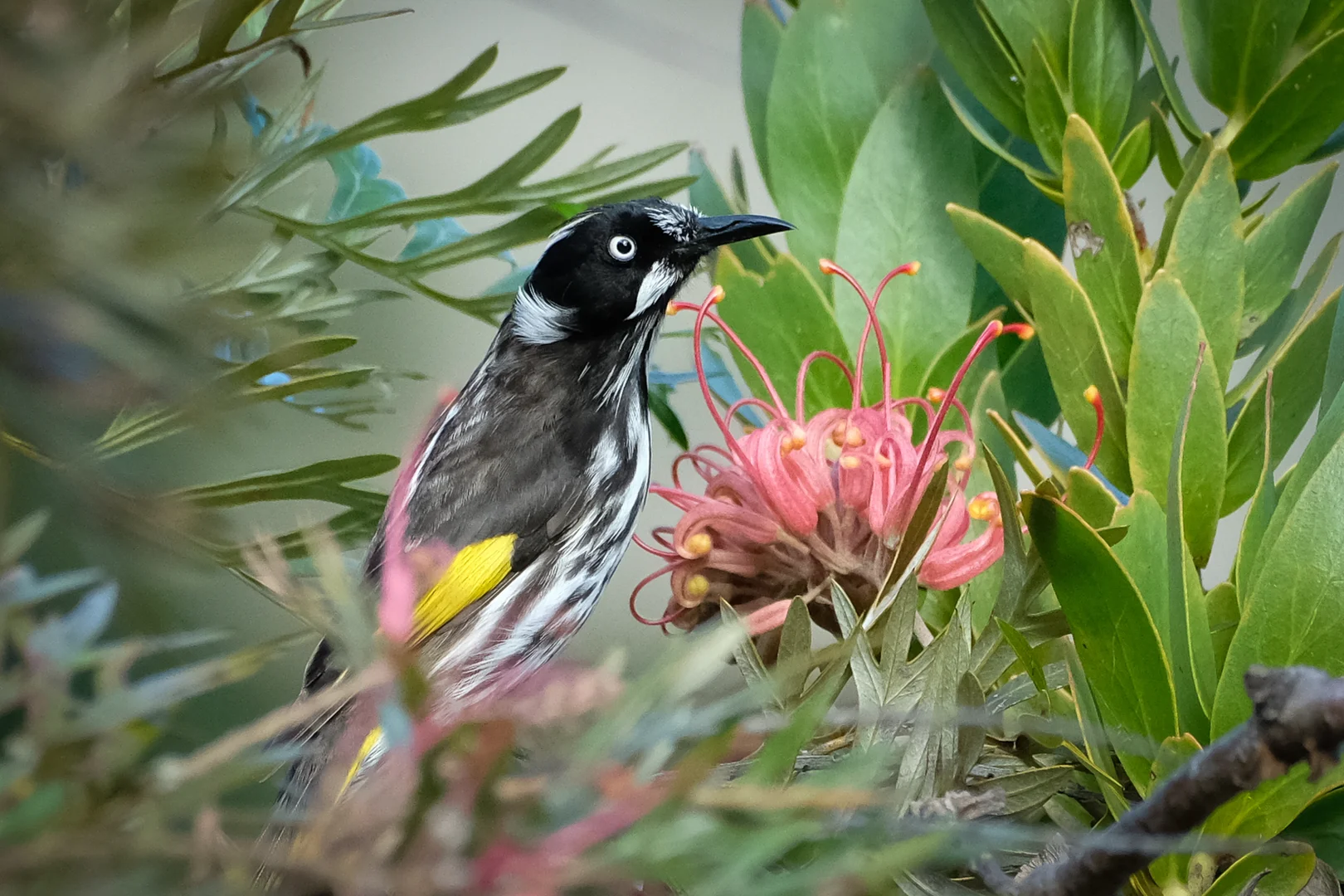 Additional image 10 of 2 Third Street, South Durras NSW 2536
