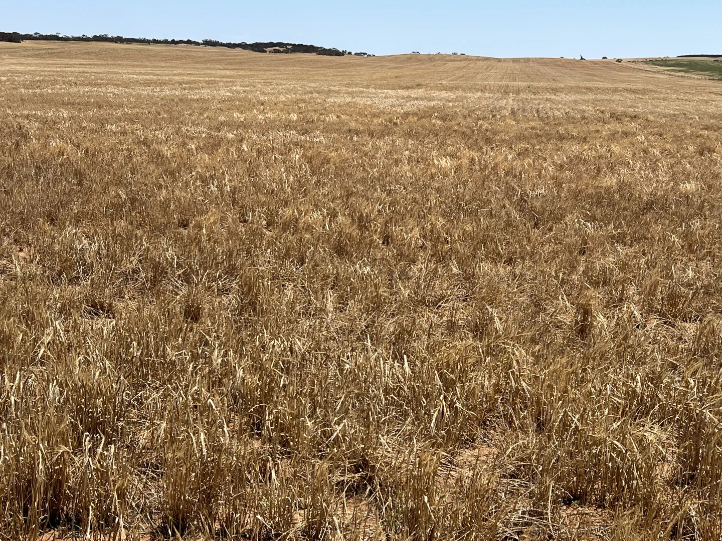 Additional image 8 of 1523 Geranium North Road, Geranium SA 5301