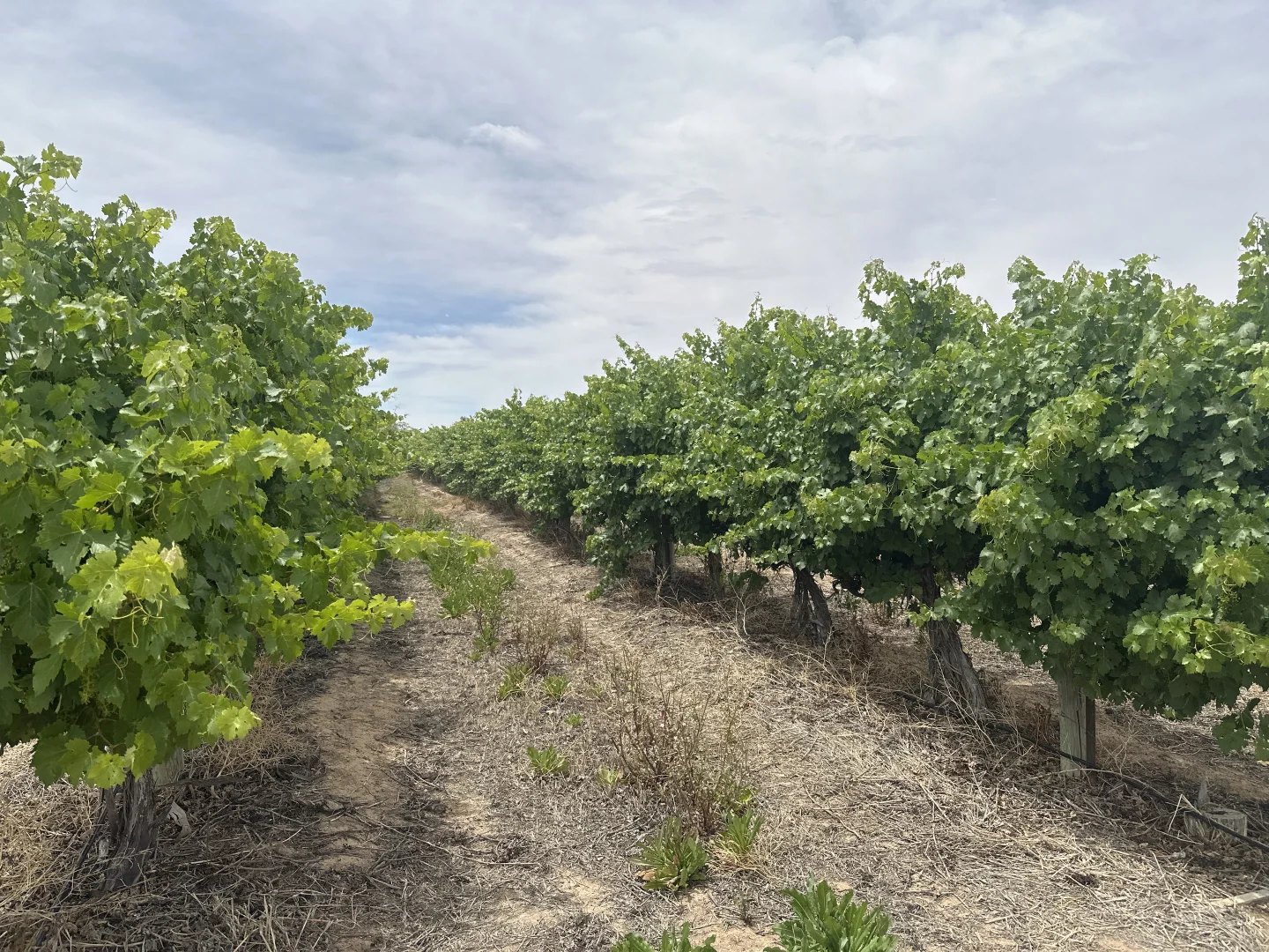 Additional image 5 of Lot 22 Brand Road, Cobdogla SA 5346