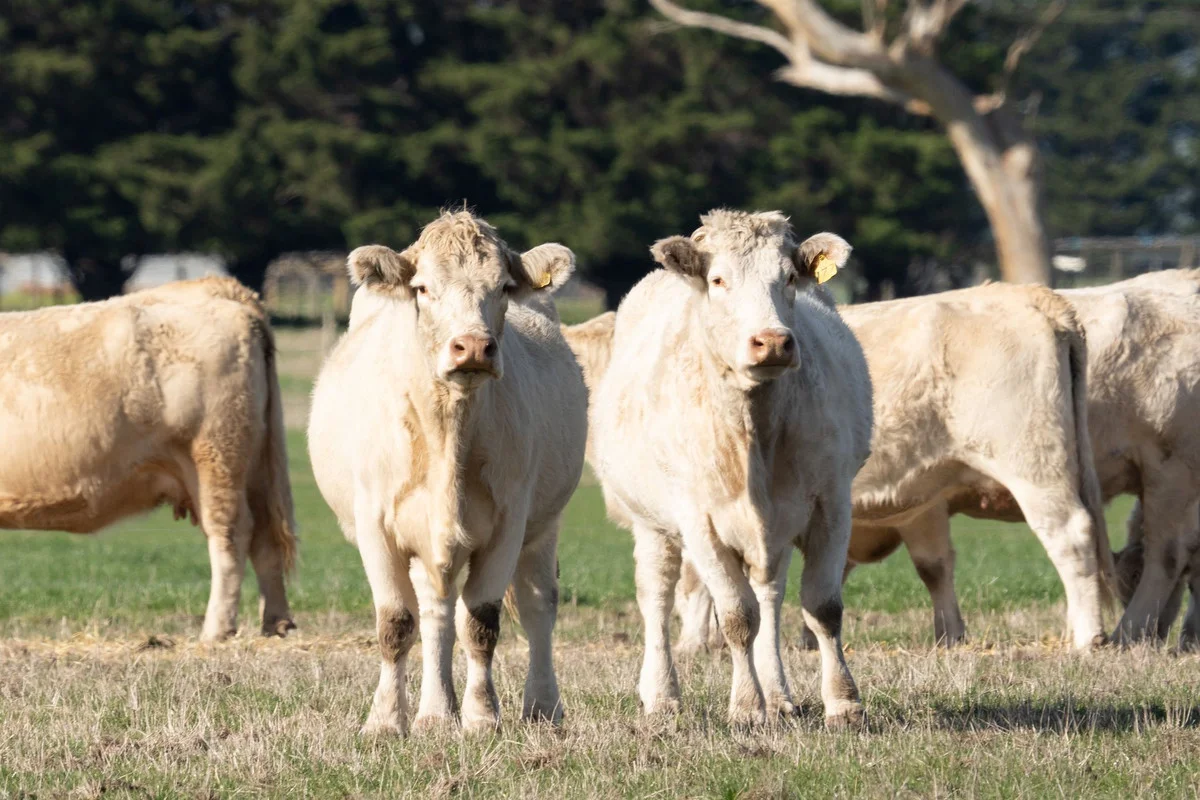 Additional image 6 of Holts Road, Elliminyt VIC 3250