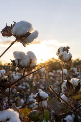 Additional image 2 of 19 - 'Kelinda'/1411 Moura-Bindaree Road, Moura QLD 4718