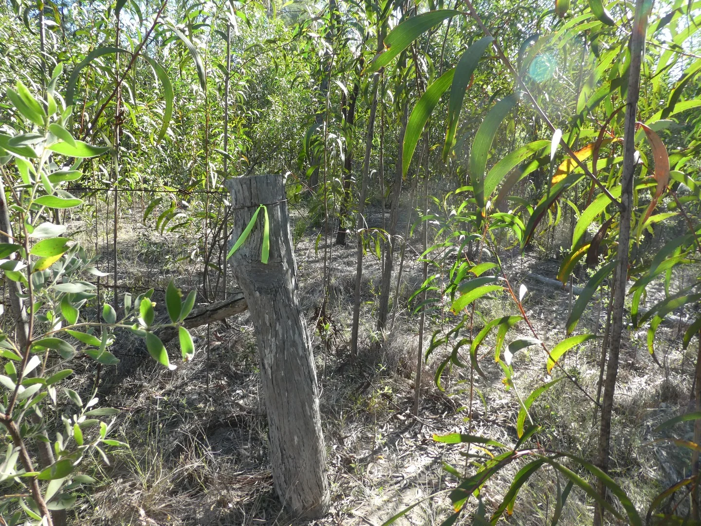 Additional image 2 of Lot 30 Dahlkes Road, Tara QLD 4421